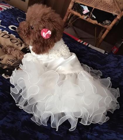 Vestido de boda de princesa de lujo para mascotas, ropa de falda perritos, tutú de mascotas, artículos para disfraces de novia, XS a 4XL, varios ► Foto 1/6