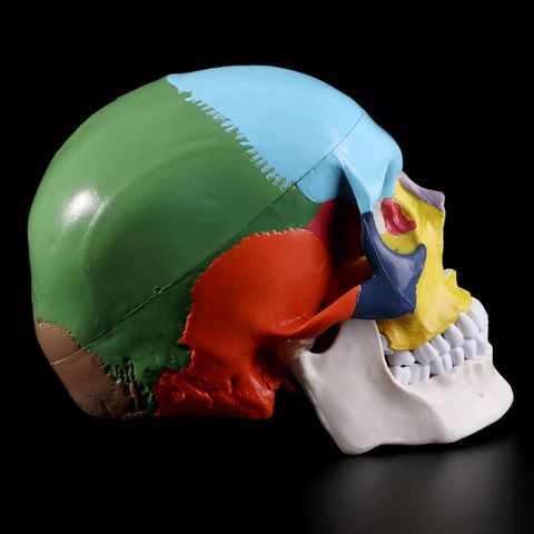 Modelo de cráneo humano colorido de tamaño real, material de enseñanza médica de anatomía anatómica, material didáctico para estudiar cabeza de esqueleto ► Foto 1/6