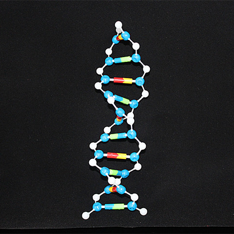 Kit de modelo de DNA modelos moleculares biológicos estructura molecular doble hélice modelo de ácido desoxirribonucleico 10 capas enseñanza utensilio ► Foto 1/6
