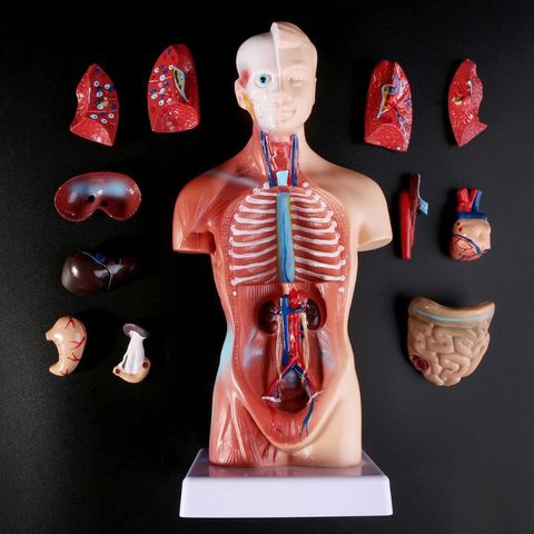 Torso humano cuerpo modelo de anatomía, anatómico médico los órganos internos para la enseñanza ► Foto 1/6