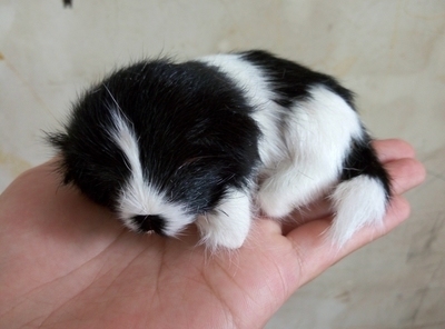 10x7cm modelo duro de perro propensa en blanco y negro, figuritas de artesanía de polietileno y pieles reales y miniaturas decoración del hogar juguete para regalo a2840 ► Foto 1/1