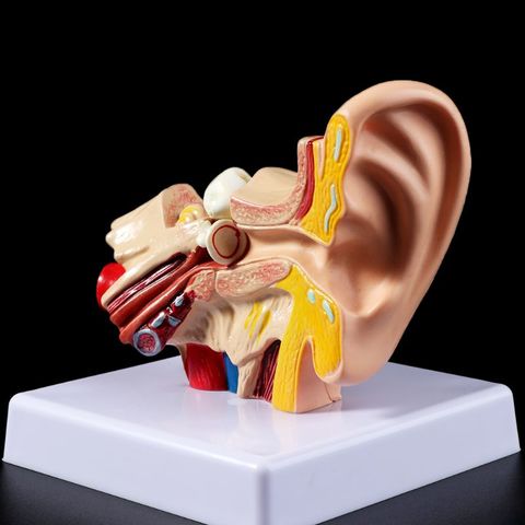 Modelo de accesorios médicos, 1,5 veces, tamaño real, modelo de anatomía del oído humano, suministros de enseñanza orgénicos profesionales ► Foto 1/6