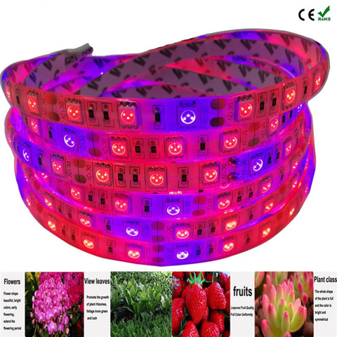 Tira de luces LED de espectro completo, lámparas LED de Fito de 5M, rojo + azul, 4:1, SMD5050, Fitolampy para cultivo de plantas hidropónicas de invernadero ► Foto 1/6