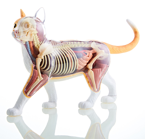 Modelo de anatomía médica del gato disecado, 4D Vision, maqueta anatómica de esqueleto, Juguetes Educativos de Ciencia para Niños ► Foto 1/6