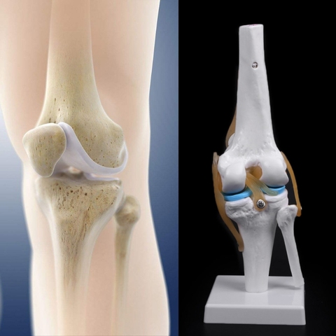 Anatómico humano, articulación de rodilla, esqueleto de modelo médico Flexible, Ayuda de aprendizaje, anatomía ► Foto 1/6