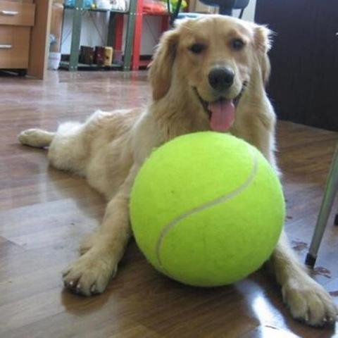 Lanzador de pelotas de tenis para perros y cachorros, lanzador de juguetes para jugar al aire libre con goma Natural, 6,3/24CM ► Foto 1/6