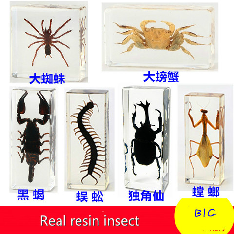 Muestra de insecto de resina, artesanía, ciempiés, Araña, escarabajo, escorpión, muestra biológica, regalo para niño ► Foto 1/6