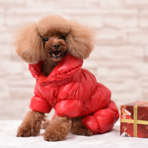 Abrigo impermeable para perros pequeños, chaqueta de invierno para cachorros, productos de ropa para mascotas D654 ► Foto 1/6