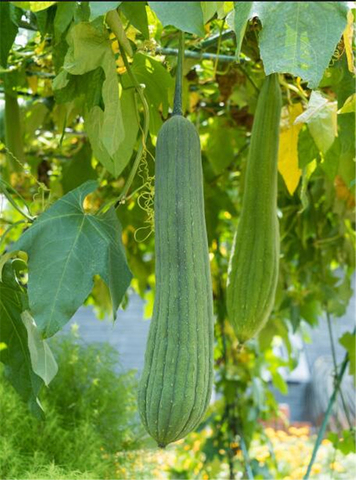 10-15cm baño de esponja vegetal Natural esponja para frotar para lavar platos de ducha de Medio Ambiente productos de limpieza del hogar Artículos temáticos ► Foto 1/6