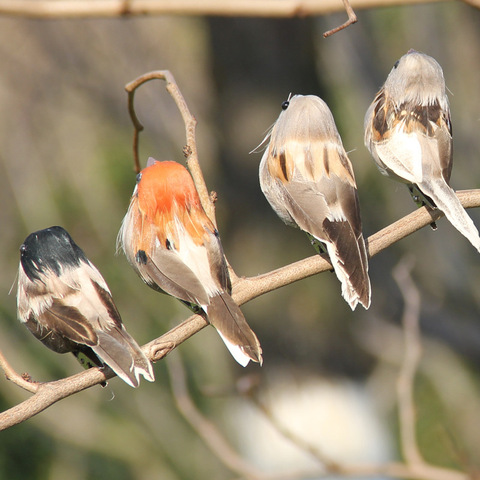 Pluma de gorrión de imitación, Pájaro de espuma gris, imitación de pájaro Artificial, rama de árbol, decoración de jardín y Navidad, Miniatura, 4 Uds. ► Foto 1/6