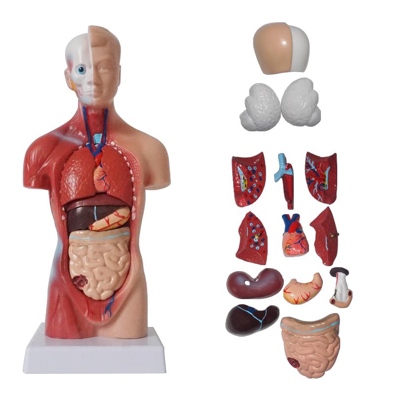 Unisex Torso humano cuerpo anatomía, anatómico modelo órganos internos esqueleto grises anatomía del sistema esquelético humano para la enseñanza ► Foto 1/6