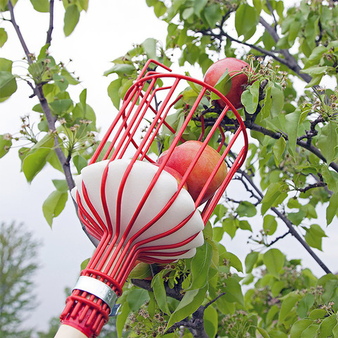 De Metal recolector de frutas práctica Multi-funcional clásico textura jardinería manzanas, peras melocotones naranjas frutas jardín herramientas ► Foto 1/6