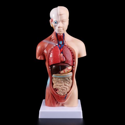 2022 nuevo Torso humano cuerpo modelo de anatomía, anatómico los órganos internos para la enseñanza ► Foto 1/6