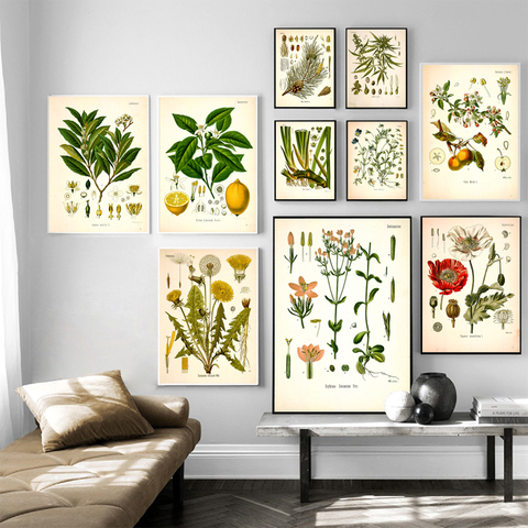 Pósteres e impresiones botánicos Vintage cuadros de pared de cocina pintura sobre lienzo de plantas medicinales de Koehler para sala de estar decoración del hogar ► Foto 1/6