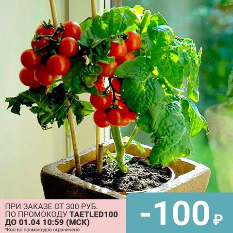 Balcón semillas de tomate (10 uds) tomates vegetal semillas plantas de interior semillas ► Foto 1/3