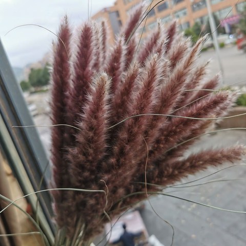 Flores secas pequeñas Pampas Para decoración del hogar, plantas reales, decoración de boda, 15 Uds. ► Foto 1/6