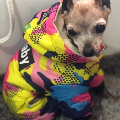 Ropa de invierno para perros, abrigo cálido a prueba de viento, ropa gruesa para perros, sudaderas con capucha monos, chaqueta, suministros para mascotas ► Foto 1/6