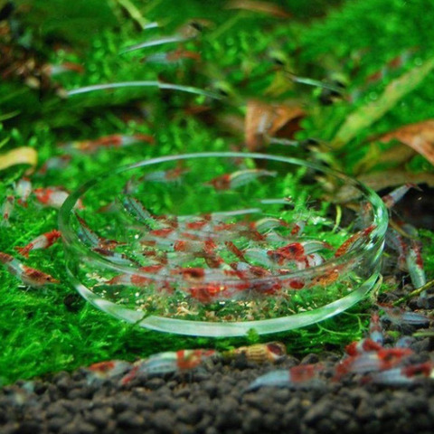 Alimentador circular de cristal transparente para acuario, alimentador con fondo flotante para peces y camarones ► Foto 1/6