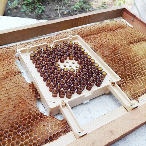 Juego completo de iniciación educativo de Larva para la cría de abejas, Kit de cría de abejas de la Reina Jenter ► Foto 1/6