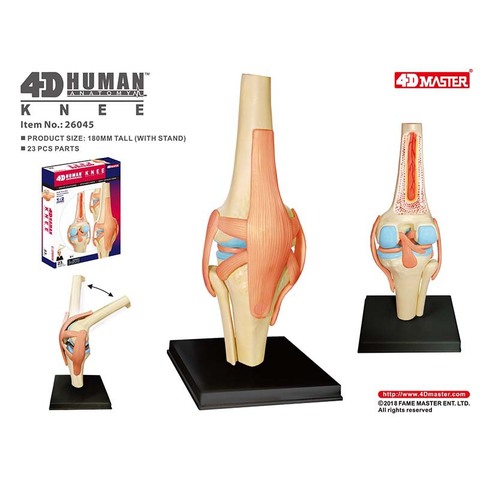 Modelo anatomico 4D de órganos de articulación de rodilla humana, ensamblaje para enseñanza médica de rompecabezas de juguete, bricolaje, para la popularización de la ciencia ► Foto 1/6