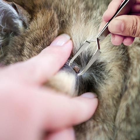 Pinzas de acero inoxidable 2 en 1 para tratamiento de mascotas, juego de herramientas de eliminación de garrapatas 2 en 1, pinzas de horquilla, suministros para perros y gatos, 1 unidad ► Foto 1/6