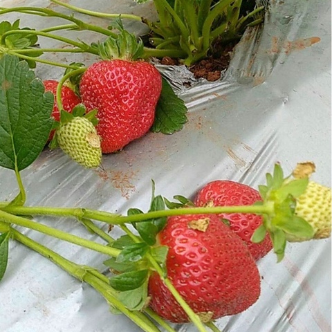 40m ~ 5m 0,02mm plateado jardín negro reflectante película de huerto de frutas Tee plantación de película plástica para mantillo de efecto invernadero de cobertura de atención ► Foto 1/6