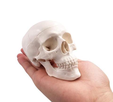 Mini Cráneo Humano Modelo Anatómico Anatomía Cabeza Médica ► Foto 1/6