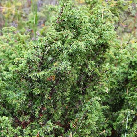 Semillas de árbol común de enebro 20 + Uds ► Foto 1/3