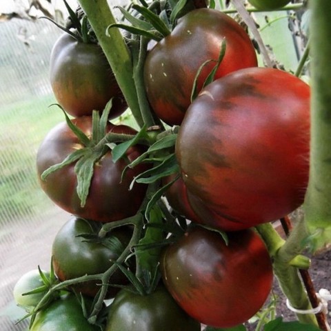 Semillas de tomate del Príncipe Negro, 10 Uds. ► Foto 1/2