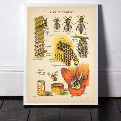 Antiques abeilles imprime affiche naturelle insectes Vintage français miel abeille Art mural toile peinture sépia tonique abeille diagramme décoration murale ► Photo 1/6