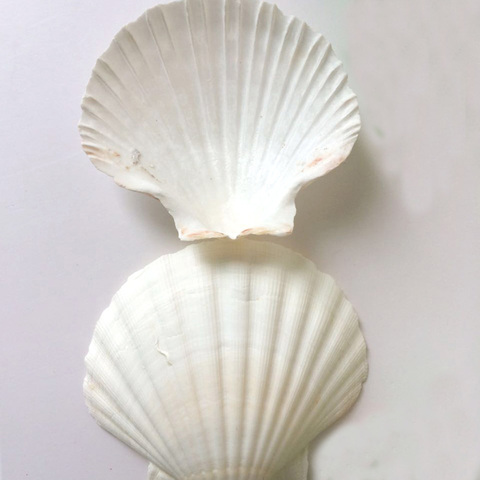 Coquille de conque blanche naturelle, coquille de saint-valentin, pour aquarium, décoration ou cadeau, 3 pièces ► Photo 1/6