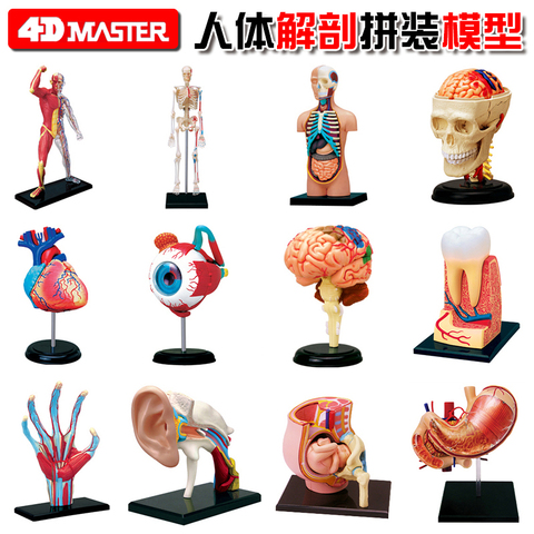 Jouet de puzzle médical 4D à assembler, modèle d'anatomie, cœur, crâne, globe oculaire ► Photo 1/6