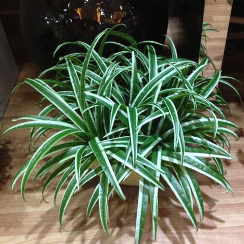 Plante artificielle de Chlorophytum vert, fausse orchidée en soie, feuilles d'herbe florale, décoration de jardin de maison ► Photo 1/5