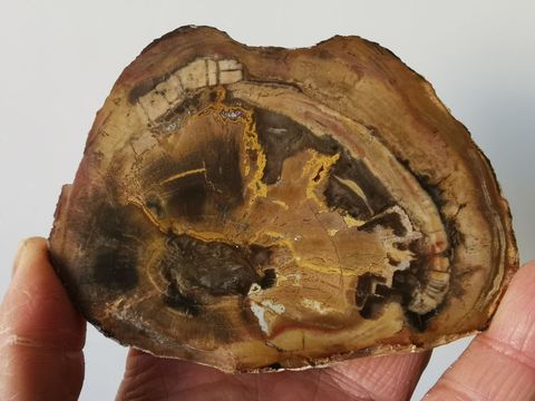 Spécimen fossile rond en bois pétrifié 4.14 