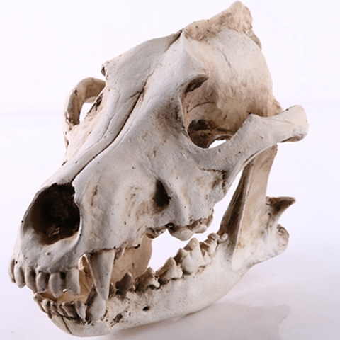 Sculpture de crâne de loup | Modèle squelette enseignement, résine de chien Simulation de crâne d'animal, modèle de crâne de maison, Statue de Bar de bureau, ornement artisanal ► Photo 1/6