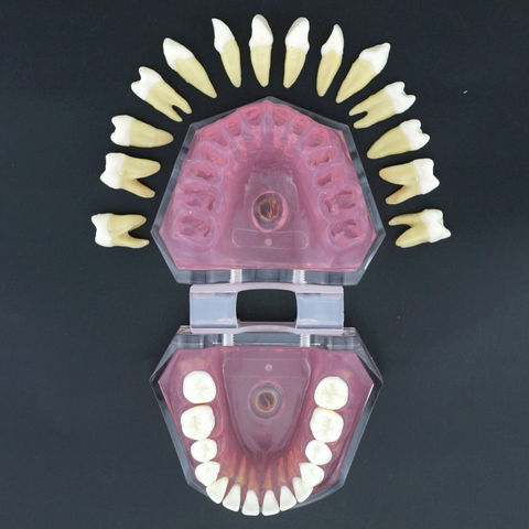 Modèle d'étude de Typodont standard de gomme molle dentaire avec 28 pièces dents amovibles #7008 ► Photo 1/6