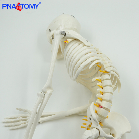 Modèle de squelette humain flexible de 85cm avec bras et jambes colonne vertébrale, nerfs, artère, enseignement médical ► Photo 1/6