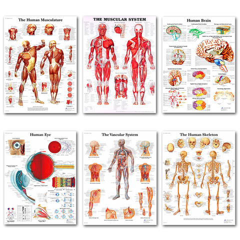 Anatomie humaine Muscles système Art affiche imprimer corps carte soie peinture mur photos pour l'éducation médicale bureau décor à la maison ► Photo 1/6