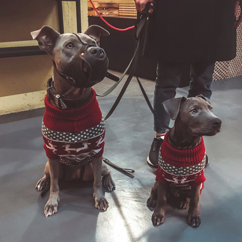 Pull de noël à rayures pour animaux de compagnie, chiot, wapiti, grand et moyen gabarit, vêtement d'hiver pour Pitbull, greyhund ► Photo 1/6