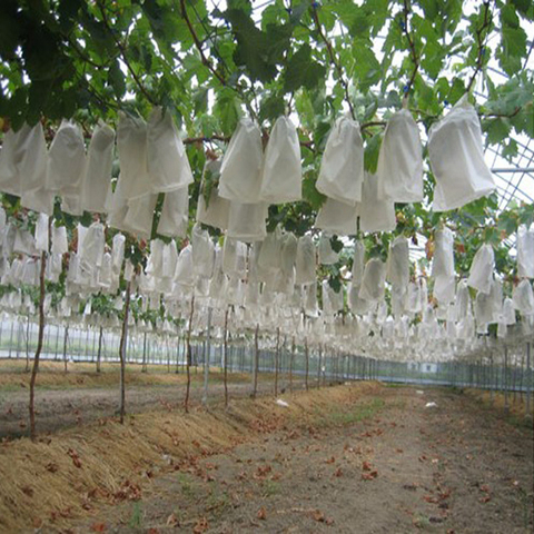 Sacs de Protection contre les légumes, le raisin, les pommes, les fruits, pochette de lutte antiparasitaire agricole, sacs à mailles anti-oiseaux, 18x20cm, 50 pièces/lot ► Photo 1/6