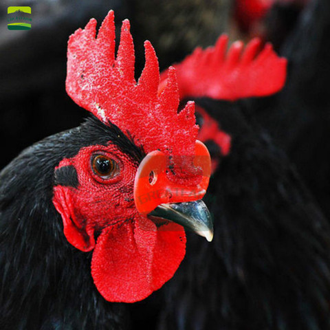 Lunettes de poulet pour la ferme de poulets | 500 ensembles de poules moyennes, lunettes de coq et poules pondeuses, phénix, lunettes Anti-pices, fermoirs à bec ► Photo 1/6