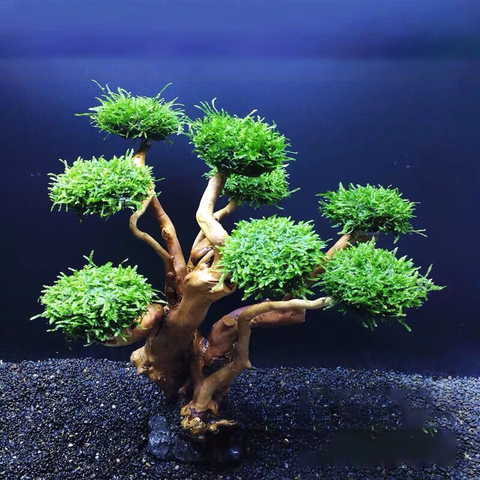 Aquarium, Aquarium, poisson en bois flotté, mousse d'eau, aménagement paysager, coffre, décoration bricolage-même (pas de plantes aquatiques) ► Photo 1/6