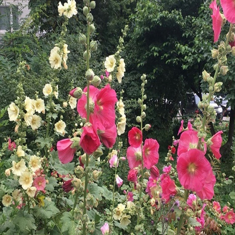 Graines de mauve (hollyhock), mélange de fleurs, 15 pièces ► Photo 1/3