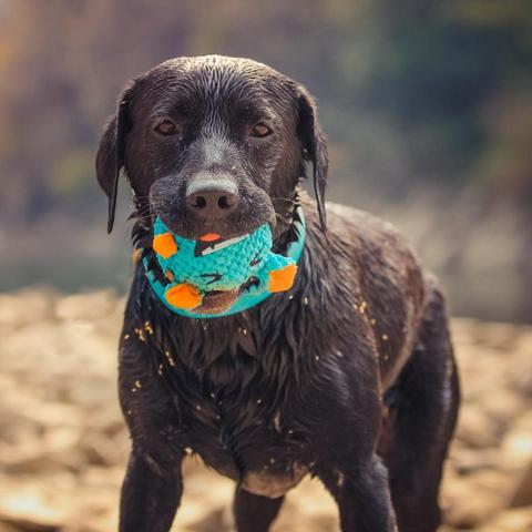 Peluche chien jouets balle grinçant monstre mâcher balles interactif doux jouets en peluche produit pour animaux de compagnie Chihuahua fournitures pour petits grands chiens ► Photo 1/6