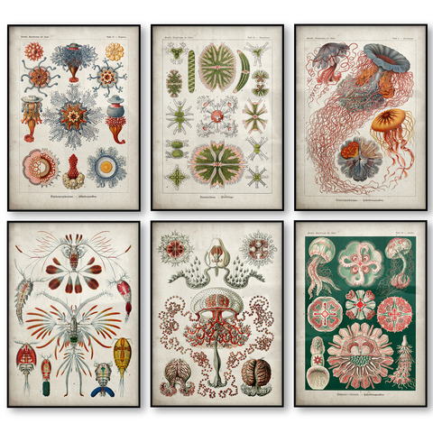 Affiche Vintage de créatures marines | Affiche de Jellyfish Corals, algues vertes, anémones, écuries, toile de poisson d'étoile, toile d'art murale imprimée ► Photo 1/6