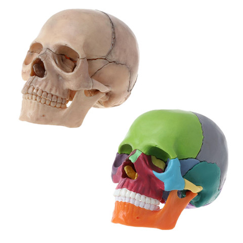 15 pièces/ensemble 4D démonté couleur crâne modèle anatomique détachable outil d'enseignement médical ► Photo 1/6