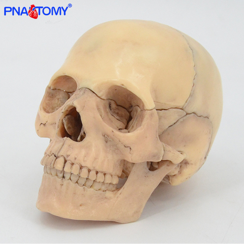 Ensemble de 15 pièces de crâne classique démonté 4D, outil d'enseignement médical, anatomie humaine, école dentaire ► Photo 1/6