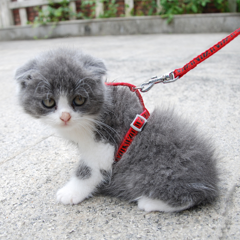 2 pièces/lot chat harnais laisse réglable harnais collier pour chaton chiot petit animal de compagnie extérieur marche rayures ► Photo 1/6