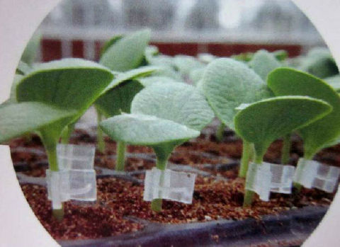 Clips de greffage en plastique durables pour le jardin, les fleurs et les buissons de plantes, 50pcs ► Photo 1/5