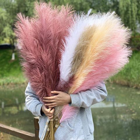 Grandes fleurs de Pampas séchées, 1 pièce, vraies plantes, pour décorer la maison, pour une fête de mariage ► Photo 1/6